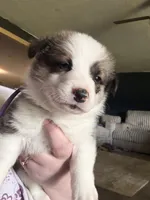 Rowdy, a male Pembroke Welsh Corgi for sale in Senecaville, OH – 1 of 4