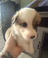 Lilly, a female Pembroke Welsh Corgi for sale in Senecaville, OH – 1 of 4