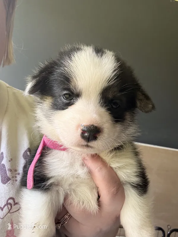 Spade – Pembroke Welsh Corgi puppy for sale in Senecaville, OH