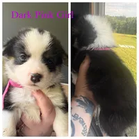 Spade, a female Pembroke Welsh Corgi for sale in Senecaville, OH – 2 of 4