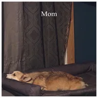 Tiger, a male Pembroke Welsh Corgi for sale in Senecaville, OH – 3 of 4
