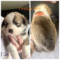 Tiger, a male Pembroke Welsh Corgi for sale in Senecaville, OH – 4 of 4