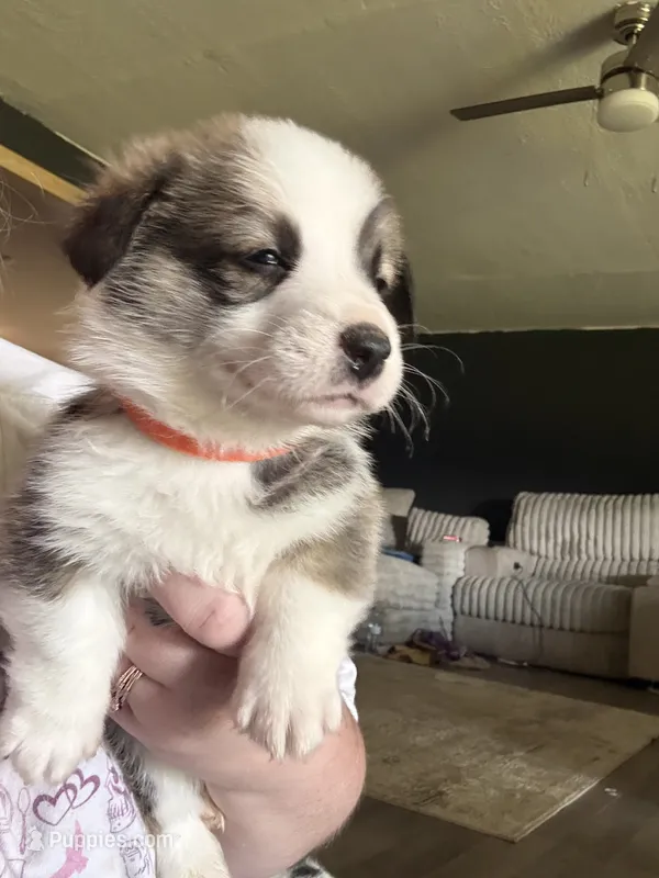 Tiger – Pembroke Welsh Corgi puppy for sale in Senecaville, OH