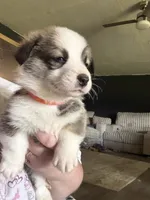 Tiger, a male Pembroke Welsh Corgi for sale in Senecaville, OH – 1 of 4