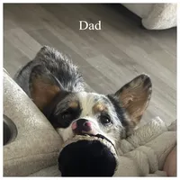 Lilly, a female Pembroke Welsh Corgi for sale in Senecaville, OH – 3 of 4