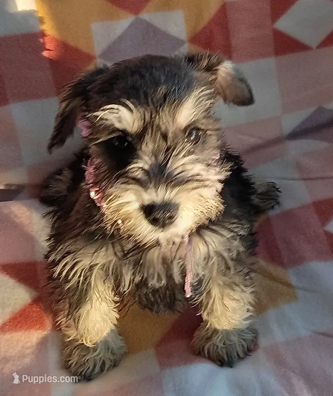Jill – Miniature Schnauzer puppy for sale in Crossett, AR