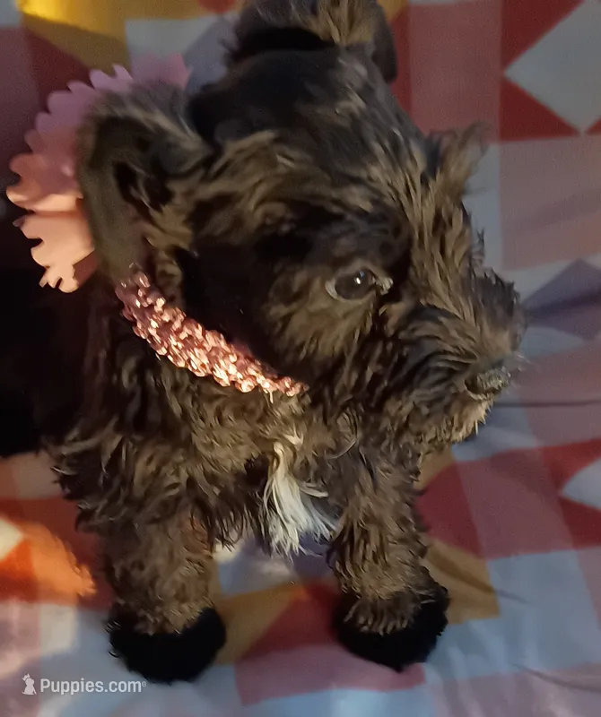 Lucy – Miniature Schnauzer puppy for sale in Crossett, AR