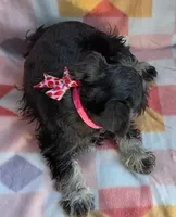 Mary, a female Miniature Schnauzer for sale in Crossett, AR – 4 of 5