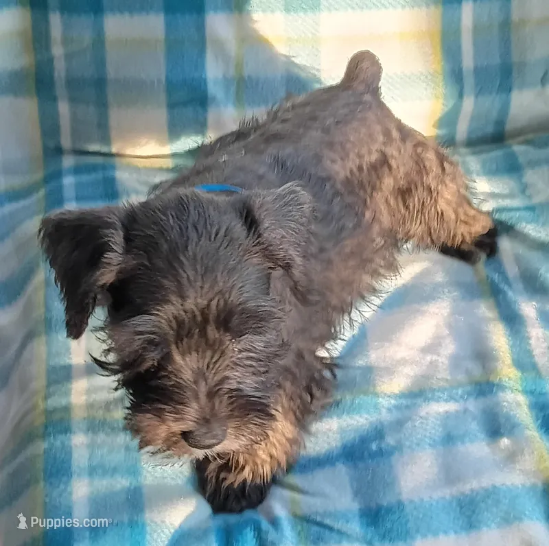 Jack – Miniature Schnauzer puppy for sale in Crossett, AR