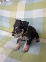 Jill, a female Miniature Schnauzer for sale in Crossett, AR – 2 of 4