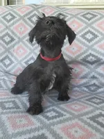 Jack, a male Miniature Schnauzer for sale in Crossett, AR – 5 of 5