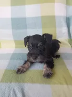 Mary, a female Miniature Schnauzer for sale in Crossett, AR – 2 of 4
