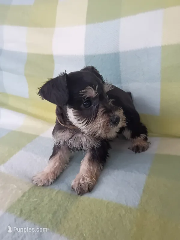 Jill – Miniature Schnauzer puppy for sale in Crossett, AR