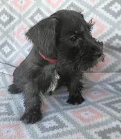 Jack, a male Miniature Schnauzer for sale in Crossett, AR – 1 of 5