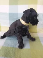 Lucy, a female Miniature Schnauzer for sale in Crossett, AR – 3 of 4