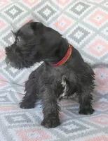 Jack, a male Miniature Schnauzer for sale in Crossett, AR – 2 of 5