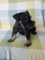 Mary, a female Miniature Schnauzer for sale in Crossett, AR – 3 of 4