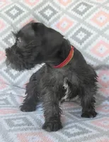Jack, a male Miniature Schnauzer for sale in Crossett, AR – 3 of 5