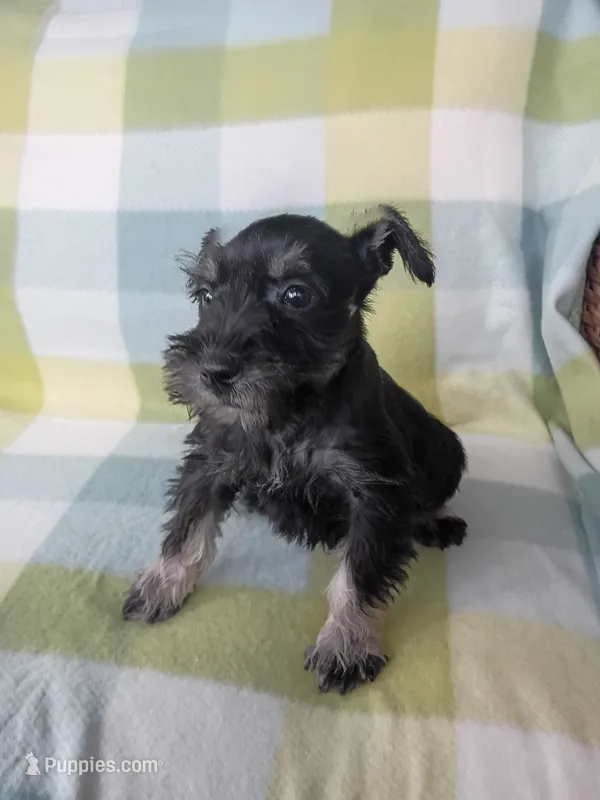 Mary – Miniature Schnauzer puppy for sale in Crossett, AR