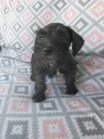 Jack, a male Miniature Schnauzer for sale in Crossett, AR – 4 of 5