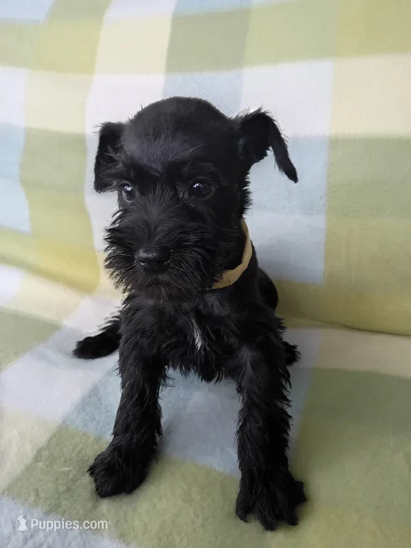 Lucy – Miniature Schnauzer puppy for sale in Crossett, AR
