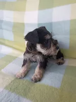 Jill, a female Miniature Schnauzer for sale in Crossett, AR – 4 of 4