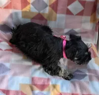 Mary, a female Miniature Schnauzer for sale in Crossett, AR – 3 of 5