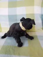 Lucy, a female Miniature Schnauzer for sale in Crossett, AR – 2 of 4