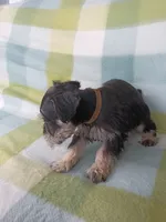 Jill, a female Miniature Schnauzer for sale in Crossett, AR – 3 of 4