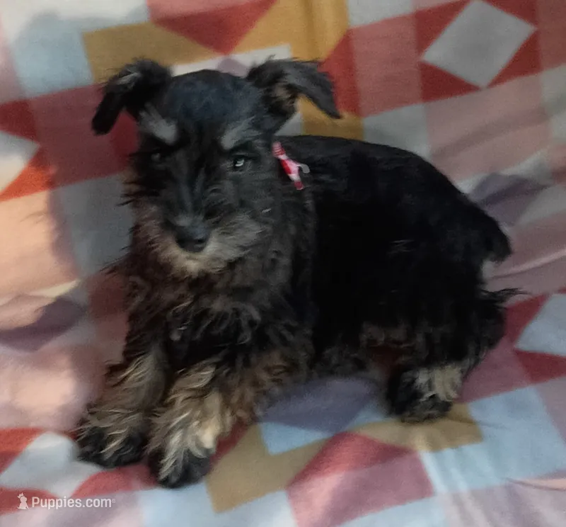 Mary – Miniature Schnauzer puppy for sale in Crossett, AR