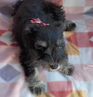 Mary, a female Miniature Schnauzer for sale in Crossett, AR – 2 of 5