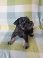 Mary, a female Miniature Schnauzer for sale in Crossett, AR – 4 of 4
