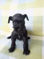 Lucy, a female Miniature Schnauzer for sale in Crossett, AR – 4 of 4