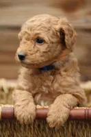 Chapel, a female Goldendoodle and Miniature Aussiedoodle for sale in Crozet, VA – 6 of 6