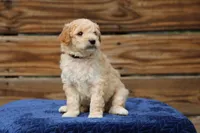 Rosie, a female Goldendoodle and Miniature Aussiedoodle for sale in Crozet, VA – 4 of 5