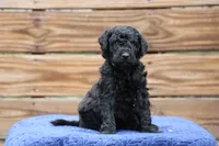 Oxford, a male Goldendoodle and Miniature Aussiedoodle for sale in Crozet, VA – 3 of 4