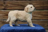 Berkeley, a male Goldendoodle and Miniature Aussiedoodle for sale in Crozet, VA – 6 of 6