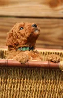 Austin, a male Goldendoodle and Miniature Aussiedoodle for sale in Crozet, VA – 4 of 5