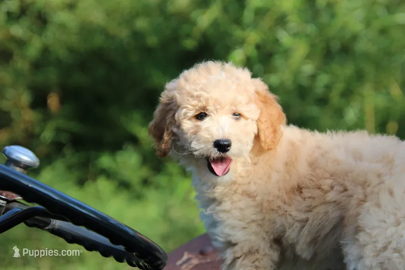 Rosie – Goldendoodle, Miniature Aussiedoodle puppy for sale in Crozet, VA