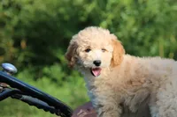 Rosie, a female Goldendoodle and Miniature Aussiedoodle for sale in Crozet, VA – 1 of 9