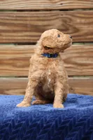 Chapel, a female Goldendoodle and Miniature Aussiedoodle for sale in Crozet, VA – 5 of 6
