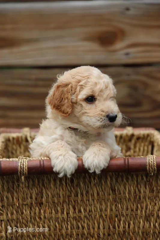 Rosie – Goldendoodle, Miniature Aussiedoodle puppy for sale in Crozet, VA