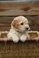 Rosie, a female Goldendoodle and Miniature Aussiedoodle for sale in Crozet, VA – 1 of 5