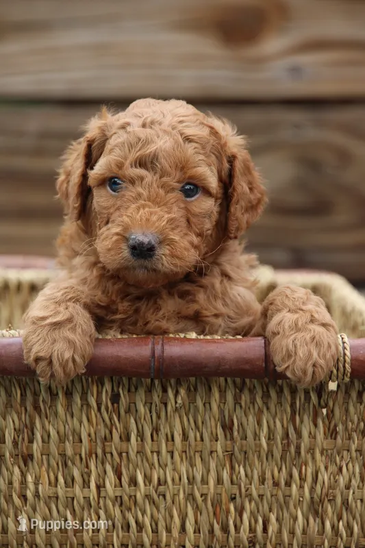 Sterling – Goldendoodle, Miniature Aussiedoodle puppy for sale in Charlottesville, VA