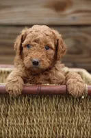 Sterling, a male Goldendoodle and Miniature Aussiedoodle for sale in Crozet, VA – 1 of 4