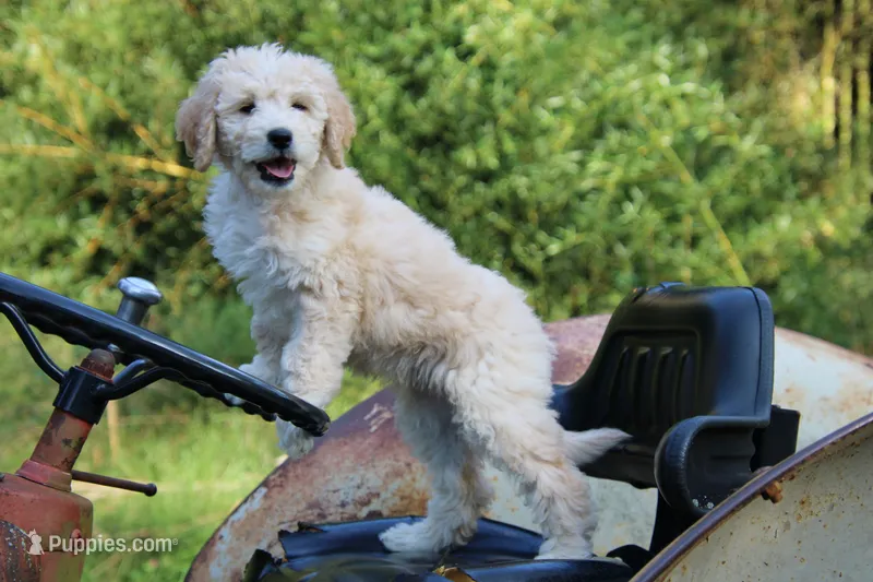 Berkeley – Goldendoodle, Miniature Aussiedoodle puppy for sale in Crozet, VA