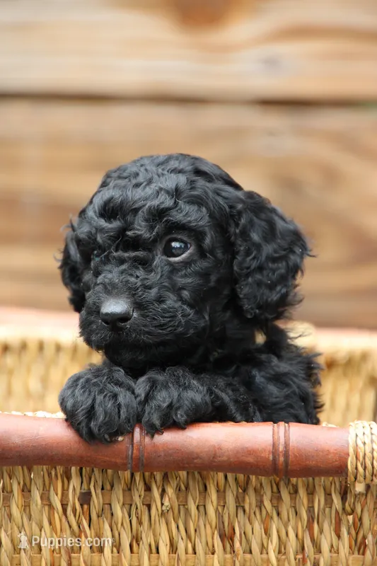 Cambridge – Goldendoodle, Miniature Aussiedoodle puppy for sale in Crozet, VA