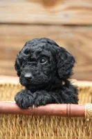 Cambridge, a male Goldendoodle and Miniature Aussiedoodle for sale in Crozet, VA – 1 of 5