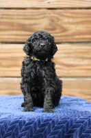 Cambridge, a male Goldendoodle and Miniature Aussiedoodle for sale in Crozet, VA – 4 of 5
