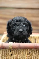 Oxford, a male Goldendoodle and Miniature Aussiedoodle for sale in Crozet, VA – 4 of 4